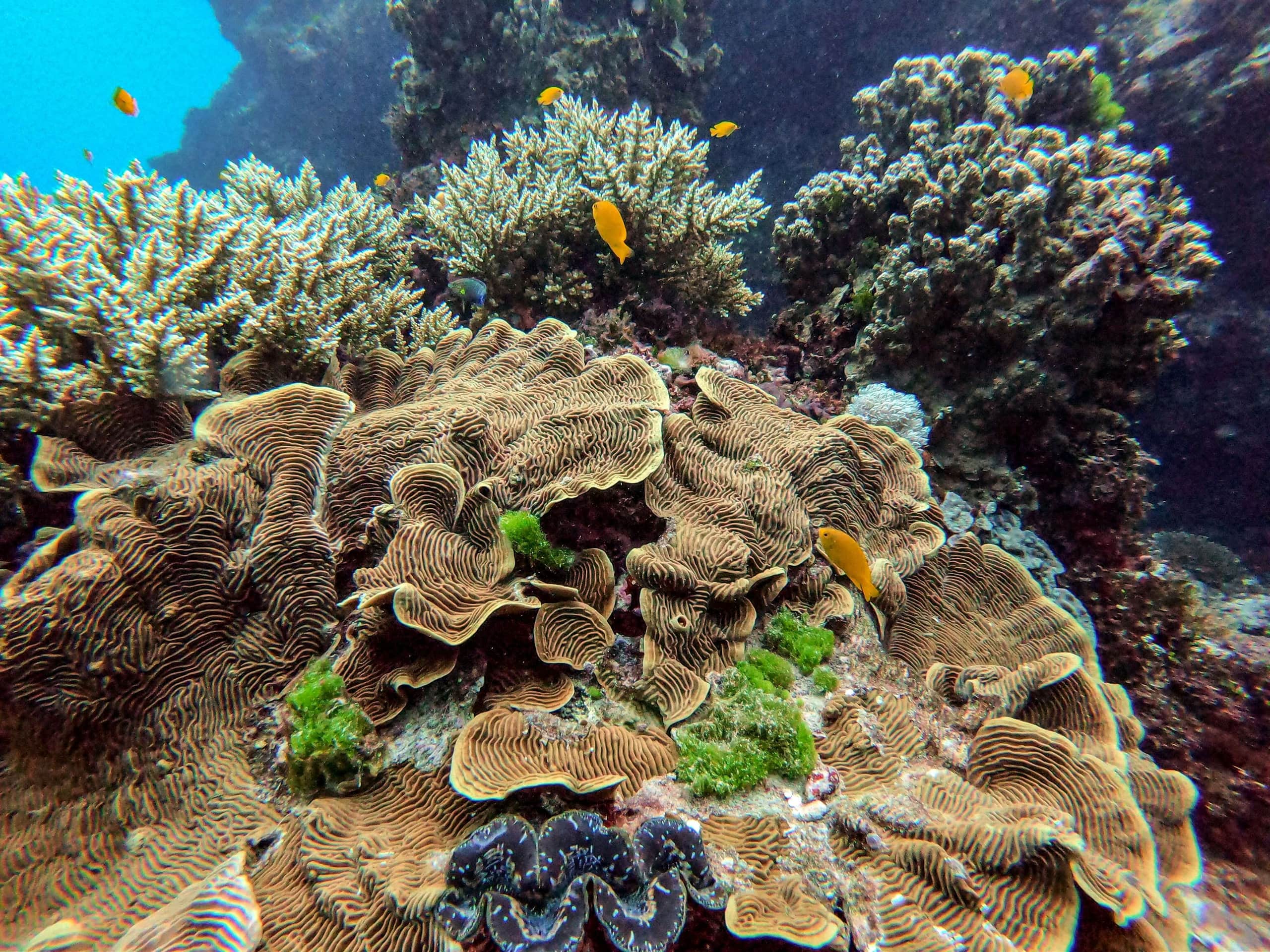 Whitsundays Marine Trust, Airlie Beach