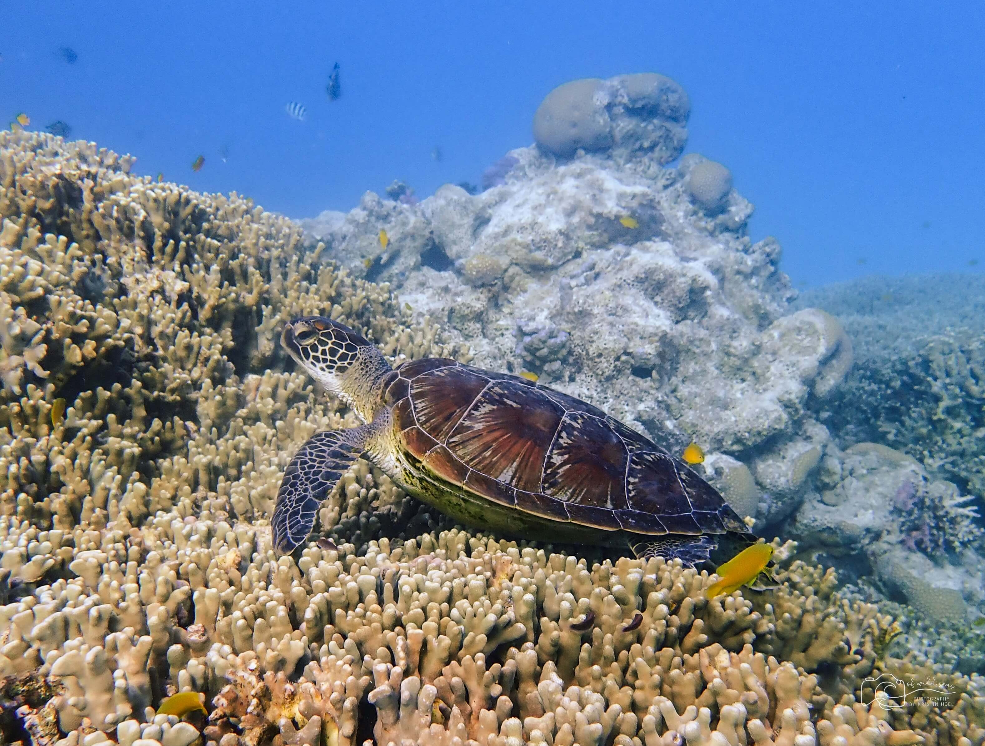 Great Barrier Reef Foundation, Cairns