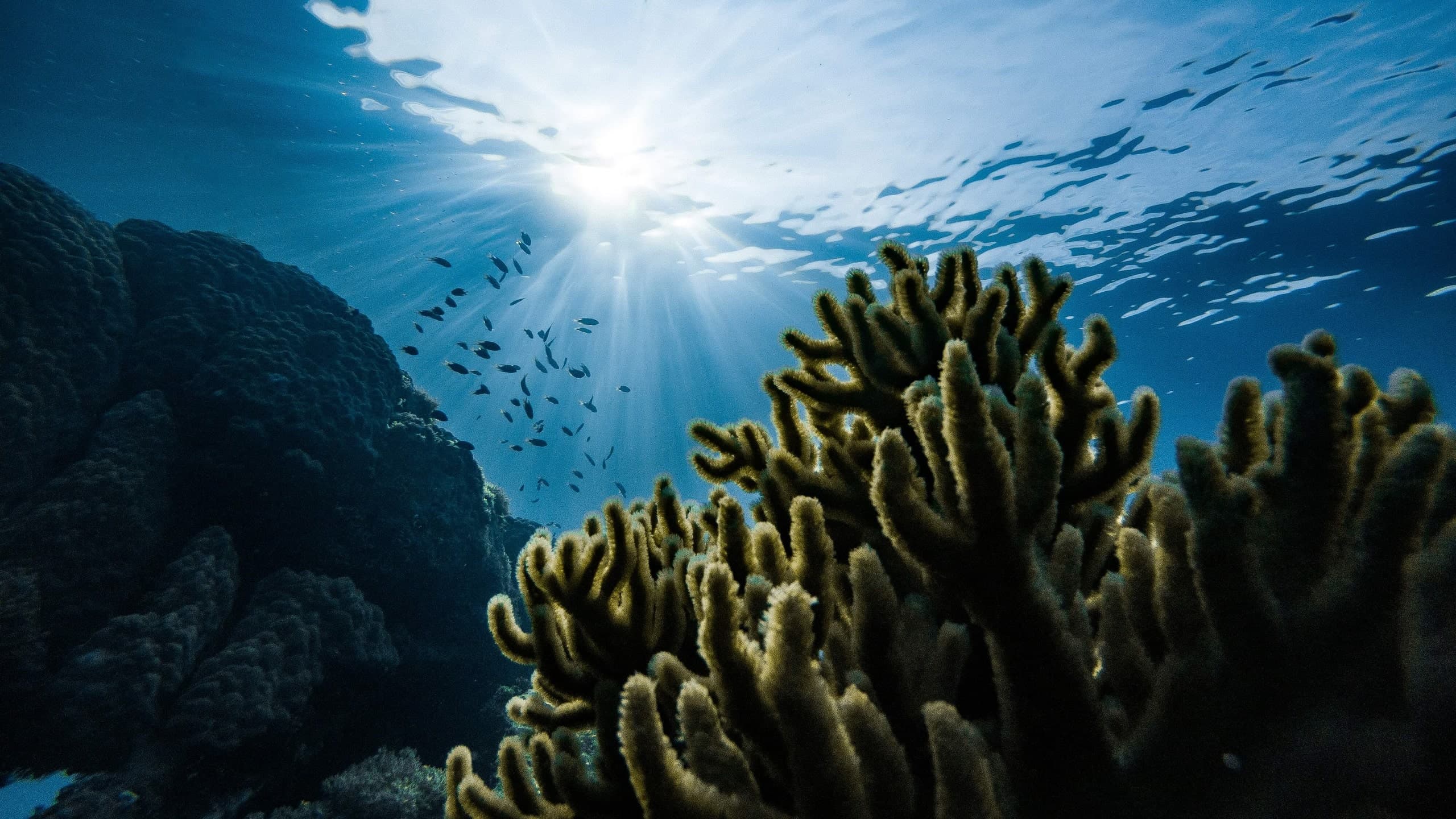 Sunbeams through a coral reef